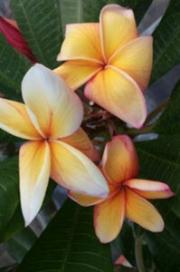 Plumeria rubra "Pot of Gold"