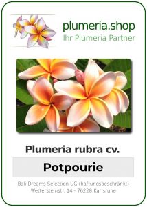 Plumeria rubra "Potpourri"