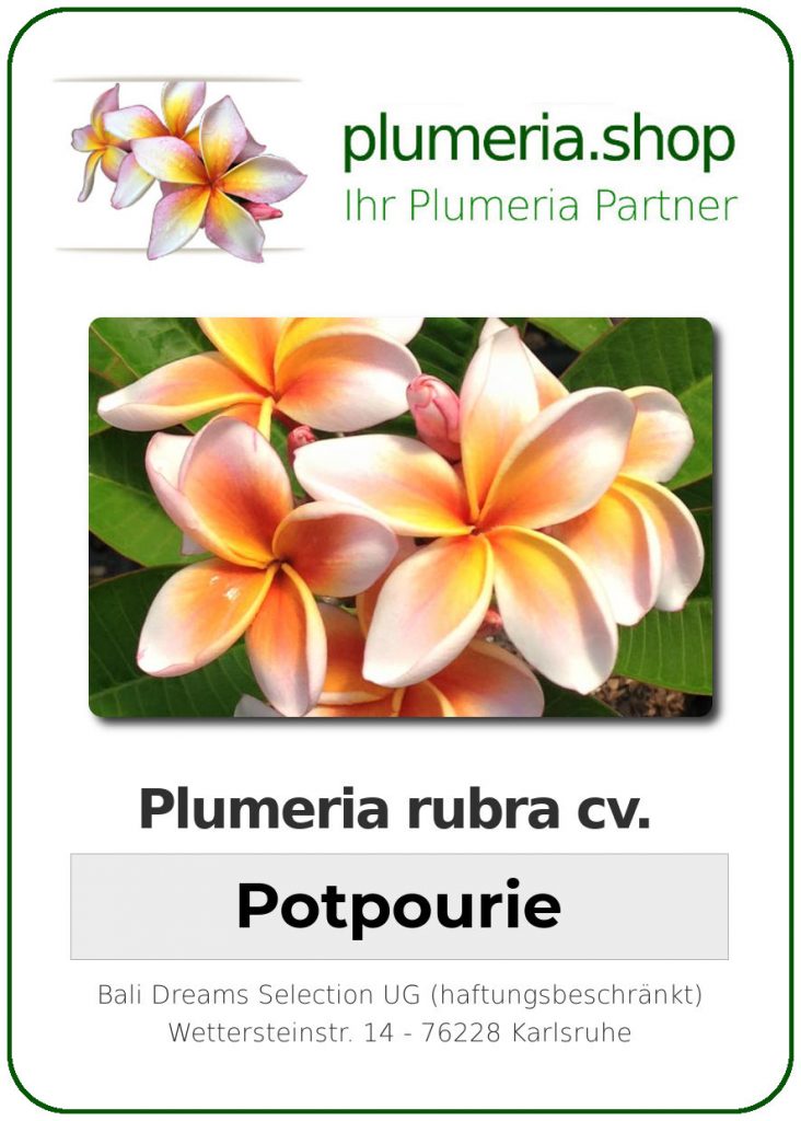 Plumeria rubra "JJ Potpourri" - 26cm Topf