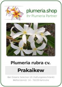 Plumeria "Prakaikew"