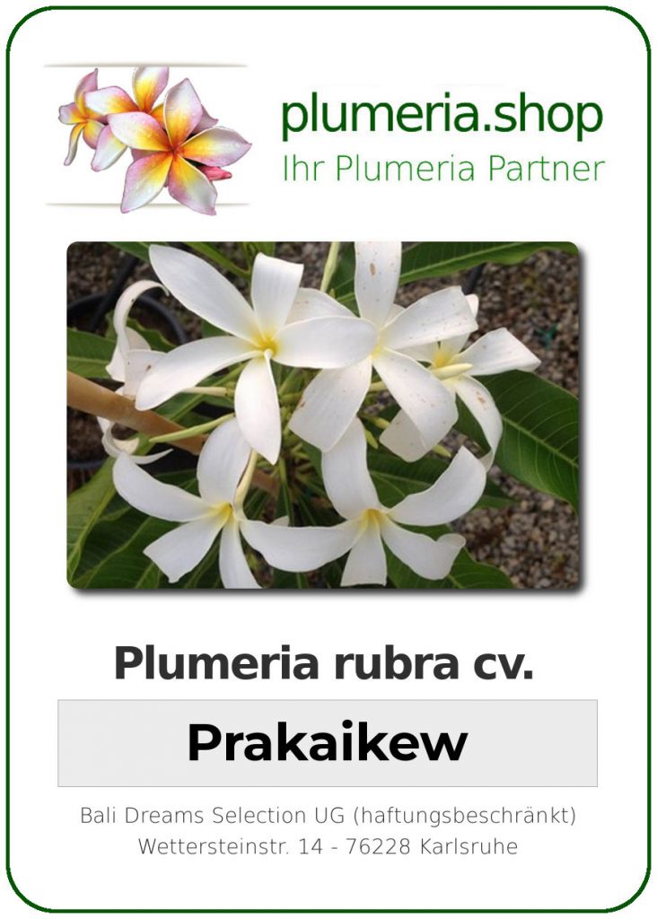 Plumeria Hybrid "Prakaikew"
