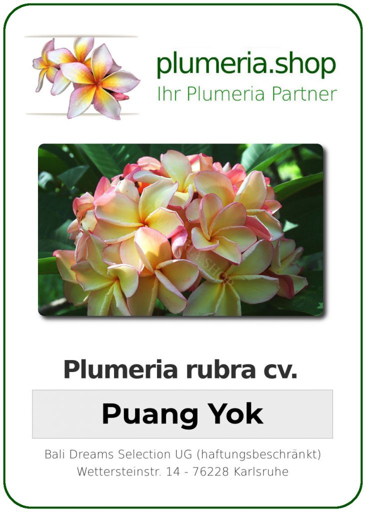 Plumeria rubra "Puang Yok"