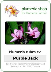 Plumeria rubra "Purple Jack"