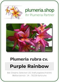 Plumeria rubra &quot;Purple Rainbow&quot; (arc-en-ciel pourpre)