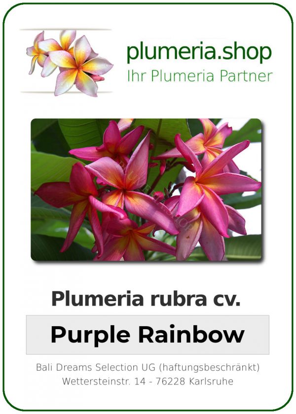 Plumeria rubra "Purple Rainbow"