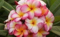 Plumeria rubra "Rainbow Star"