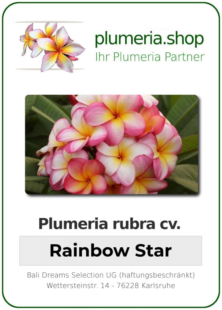 Plumeria rubra cv. "Rainbow Star" - Steckling