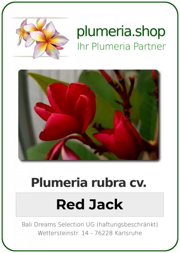 Plumeria rubra "Red Jack"