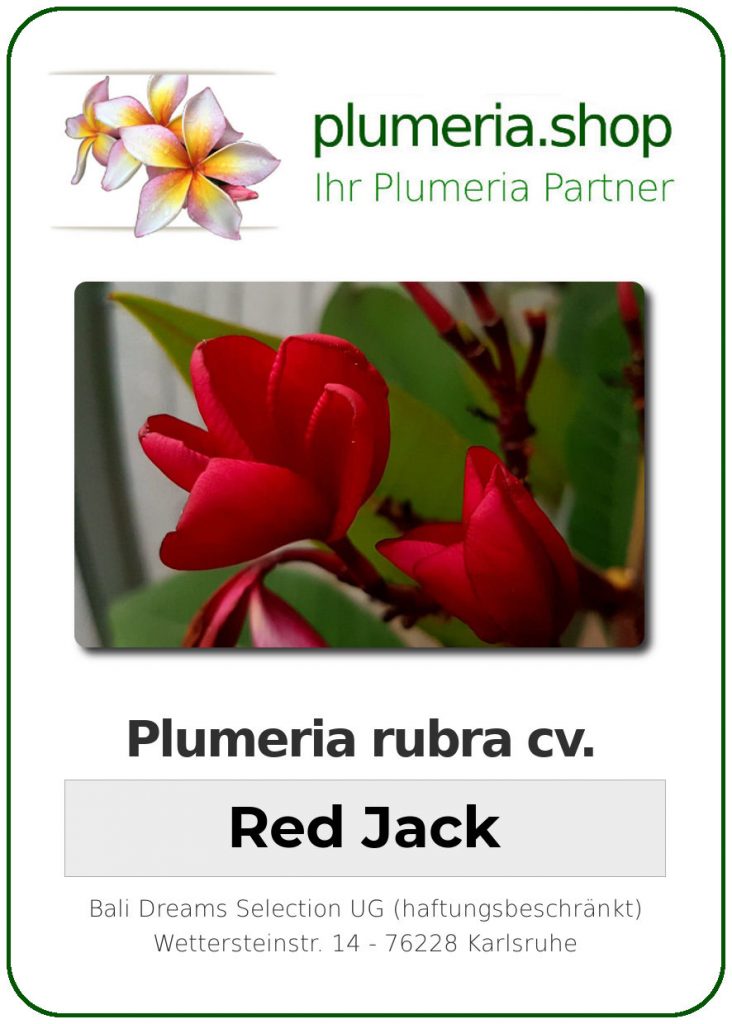 Plumeria rubra "Red Jack"  - 26cm Topf