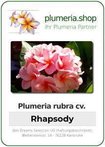 Plumeria rubra "Rhapsody"