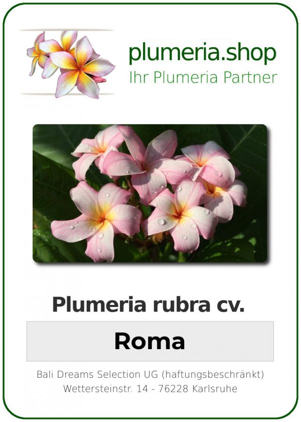 Plumeria rubra "Roma"