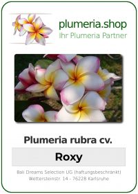 Plumeria rubra "Roxy"