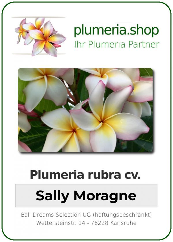 Plumeria rubra "Sally Moragne"