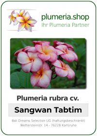 Plumeria rubra "Sangwan Tabtim"