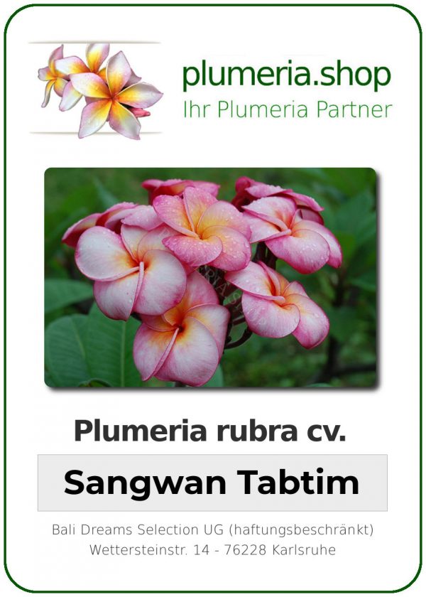Plumeria rubra &quot;Sangwan Tabtim