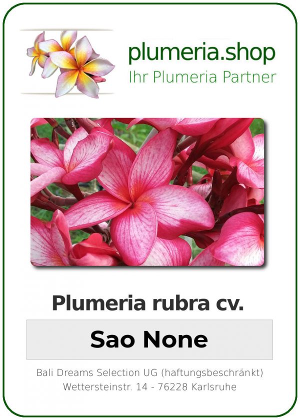 Plumeria rubra "Sao None"