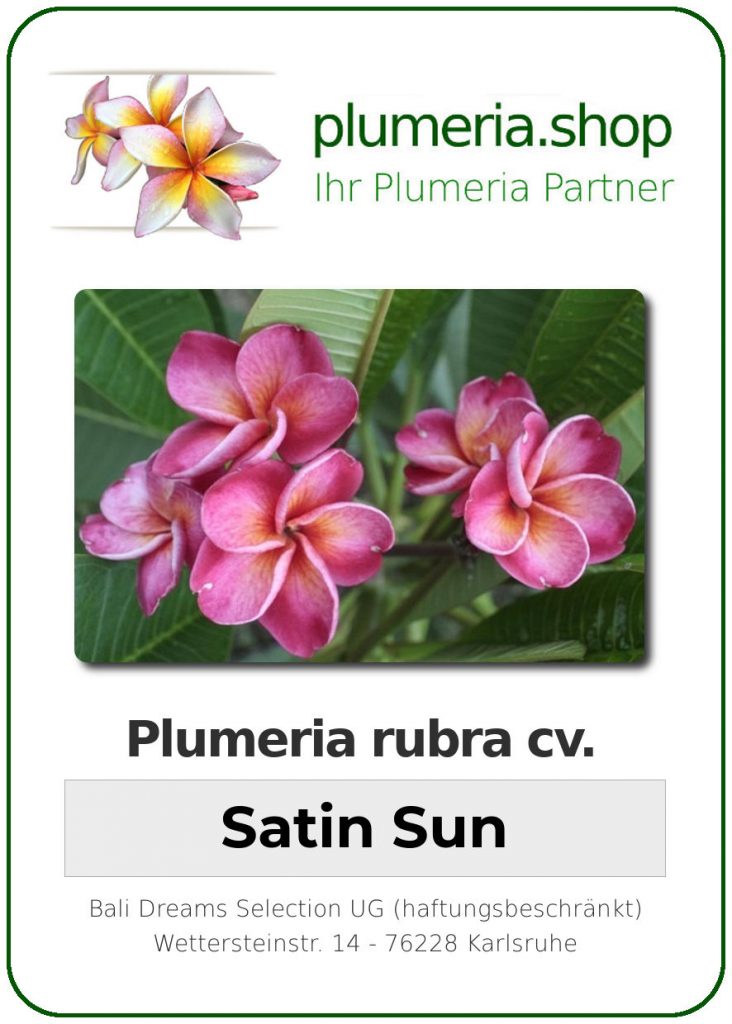 Plumeria rubra "Satin Sun"