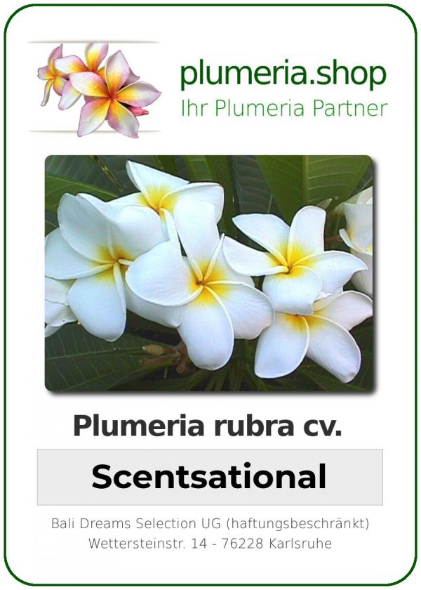 Plumeria rubra "Scentsational"