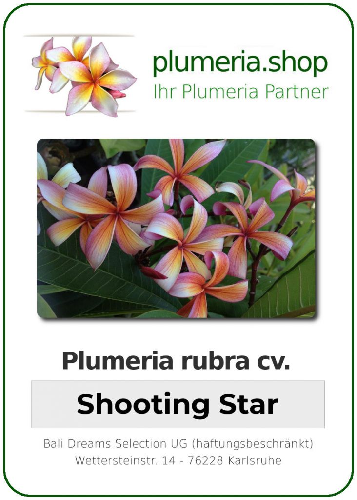 Plumeria rubra "Shooting Star"