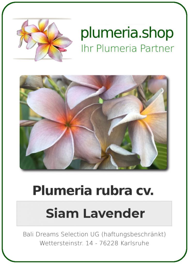 Plumeria rubra "Siam Lavander", wurzelnackt