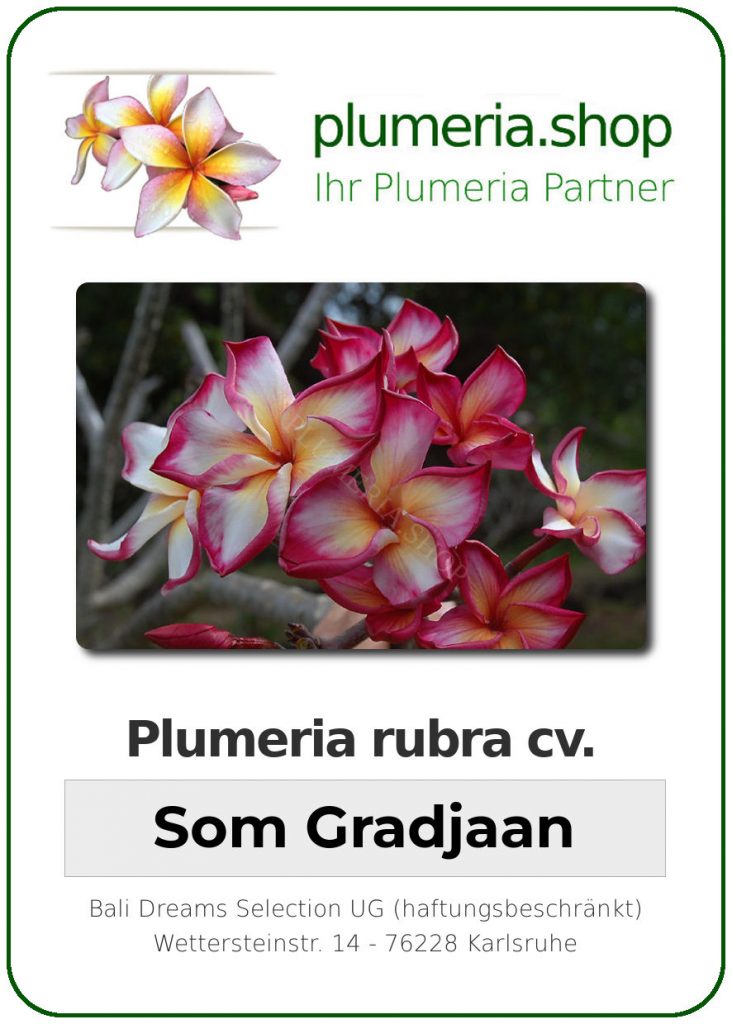 Plumeria rubra "Som Gradjaan"