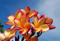 Plumeria rubra "Som Pha Ruay"