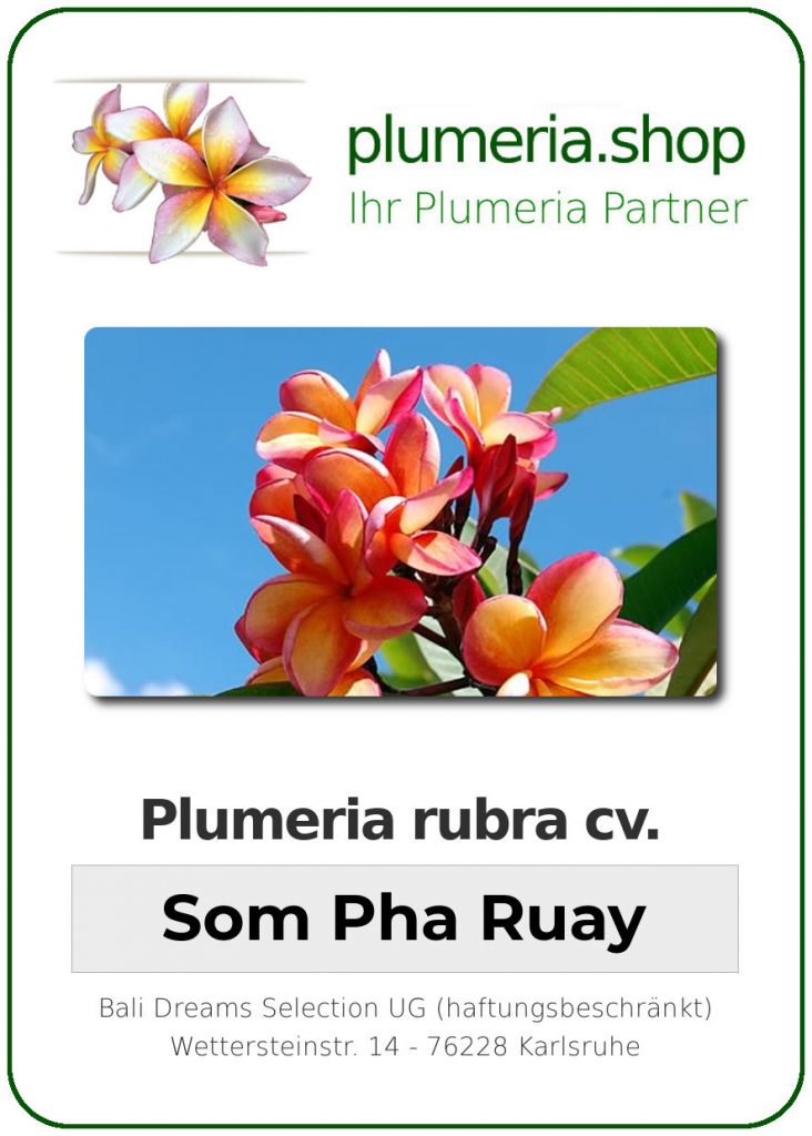 Plumeria rubra "Som Pha Ruay"