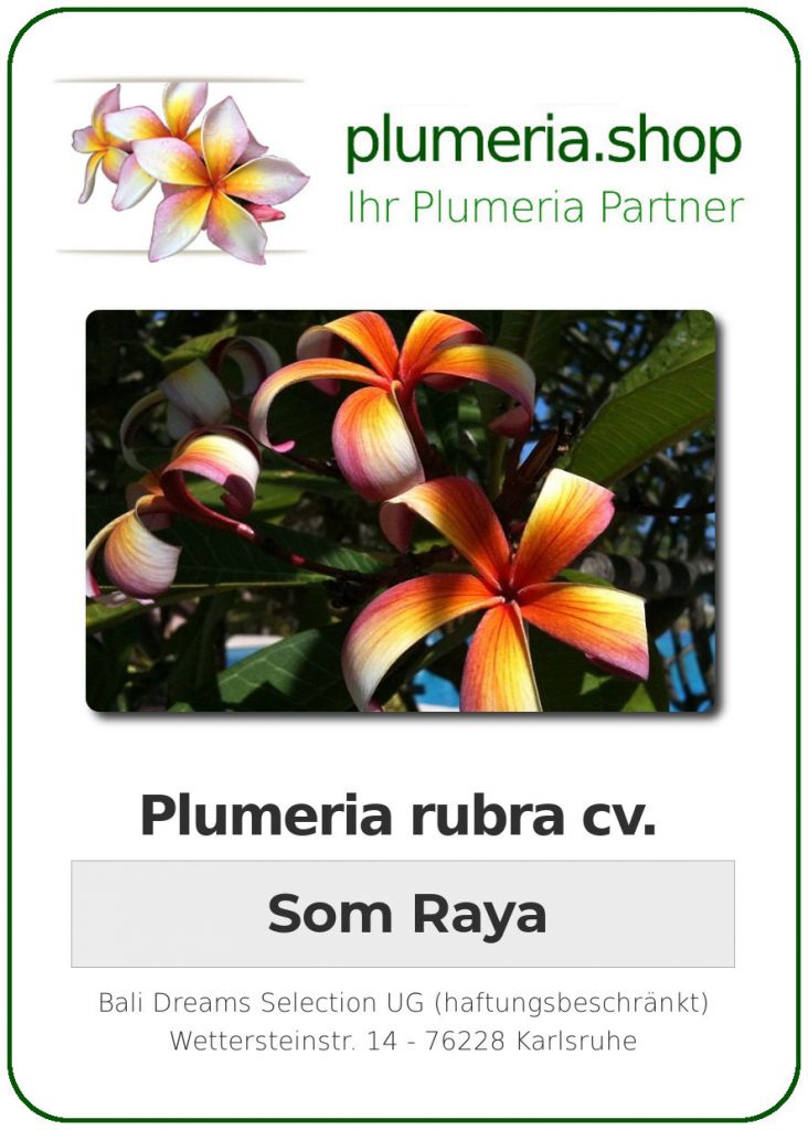 Plumeria rubra "Som Raya"