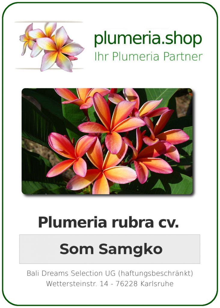 Plumeria rubra cv. "Som Samgko" - unbewurzelter Steckling