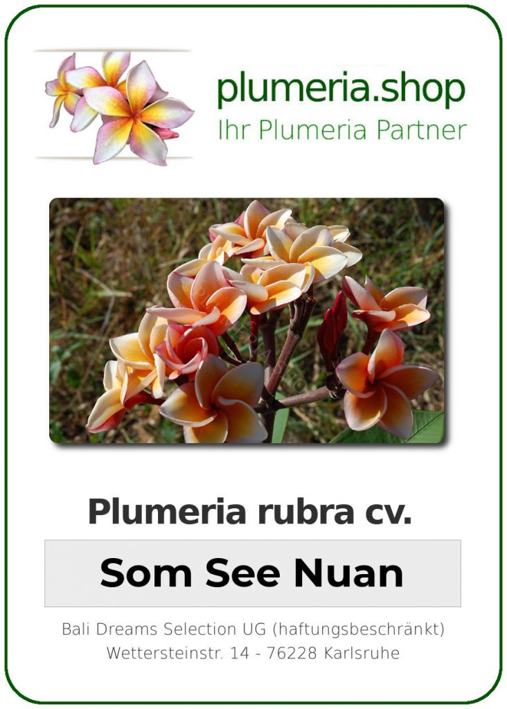 Plumeria rubra cv. "Som See Nuan" - unbewurzelter Steckling