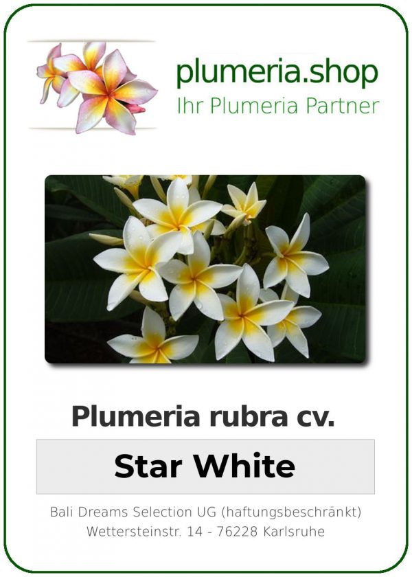 Plumeria rubra "Star White"