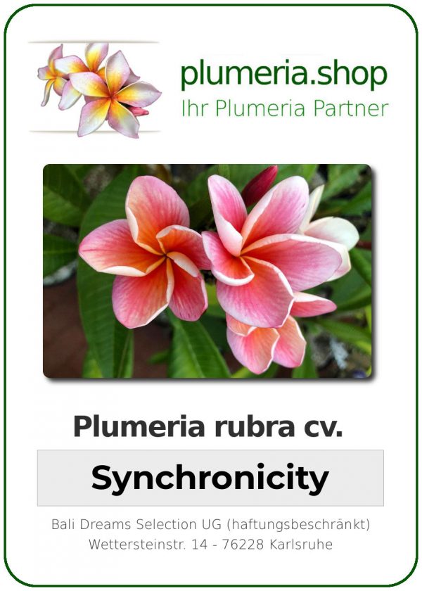 Plumeria rubra &quot;Synchronicity