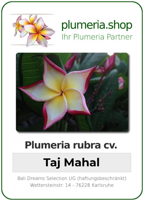 Plumeria rubra "Taj Mahal"