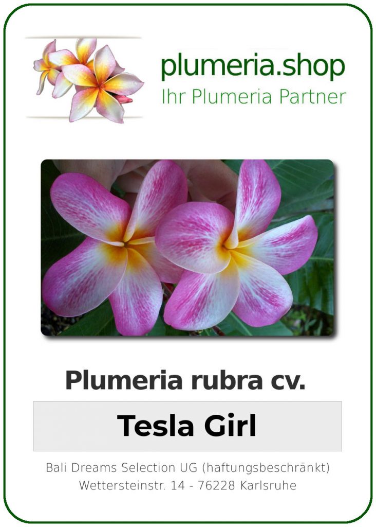 Plumeria rubra cv. "Tesla Girl" - unbewurzelter Steckling