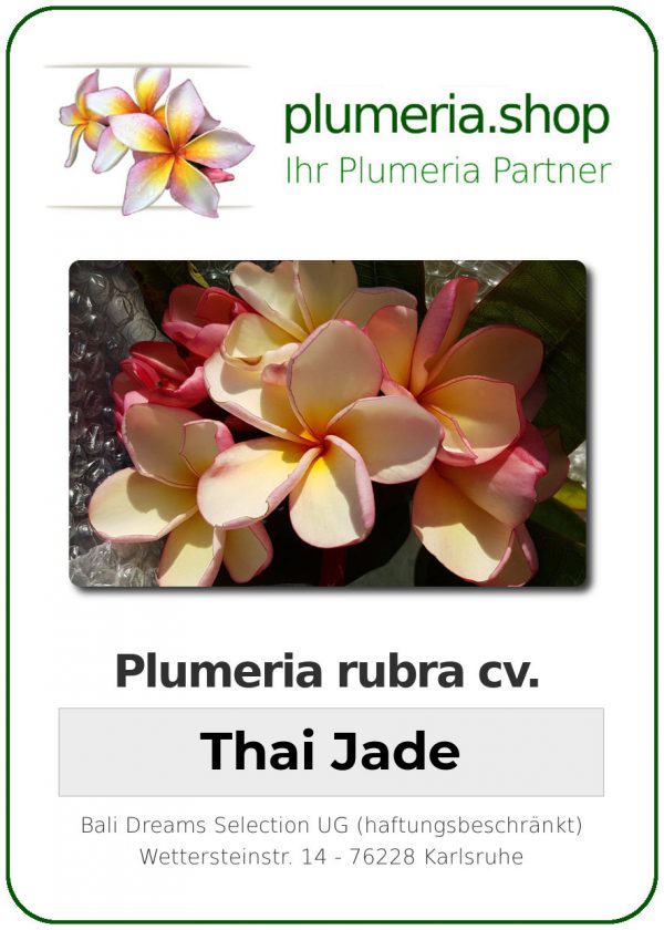 Plumeria rubra "Thai Jade"