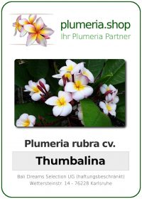 Plumeria rubra "Thumbalina"