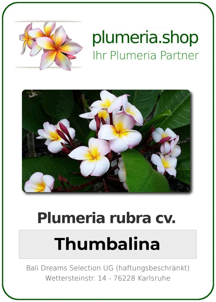 Plumeria rubra „Thumbalina“, wurzelnackt – Plumeria Shop – Ihr Partner ...