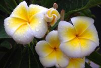 Plumeria rubra "Tonda Palermitana"
