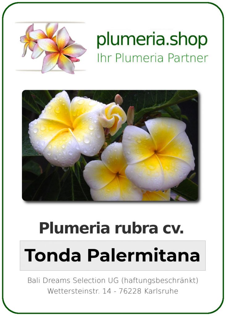 Plumeria rubra "Tonda Palermitana acutifolia"