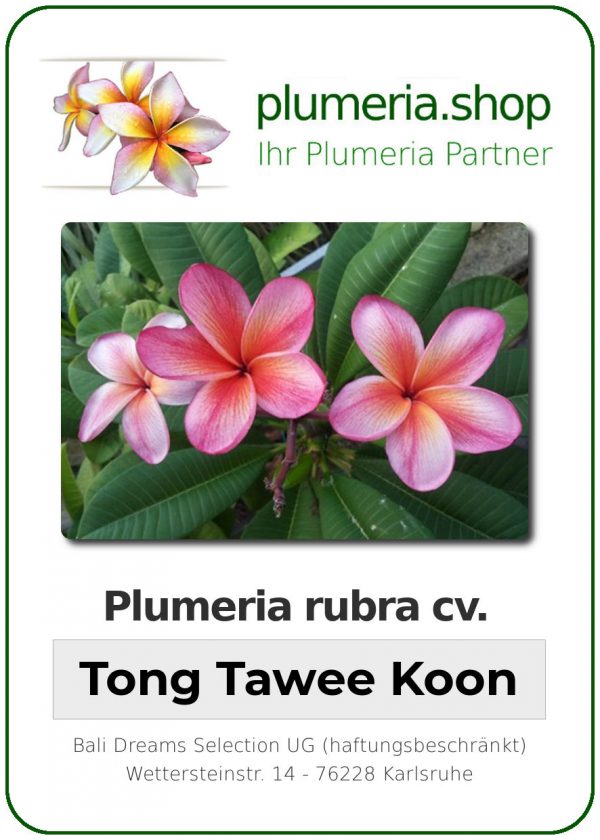 Plumeria rubra &quot;Tong Tawee Koon&quot;