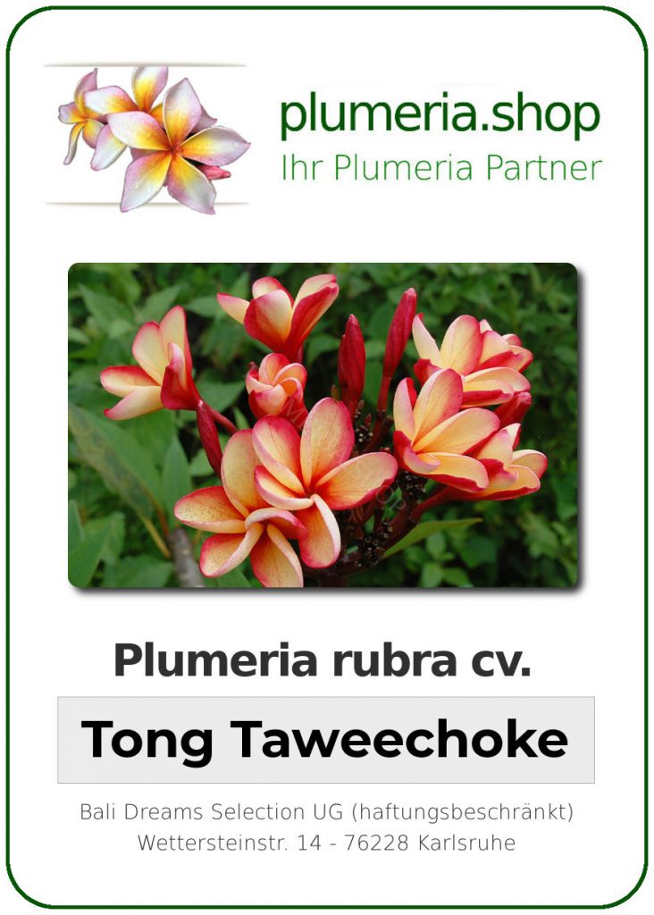 Plumeria rubra "Tong Tawee Chok"