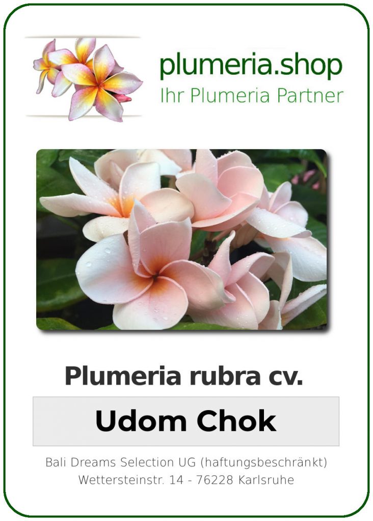 Plumeria rubra "Udomchok" - wurzelnackt