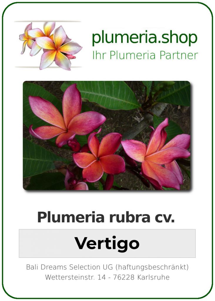 Plumeria rubra "Vertigo"