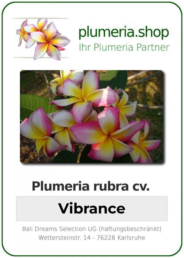 Plumeria rubra &quot;Vibrance