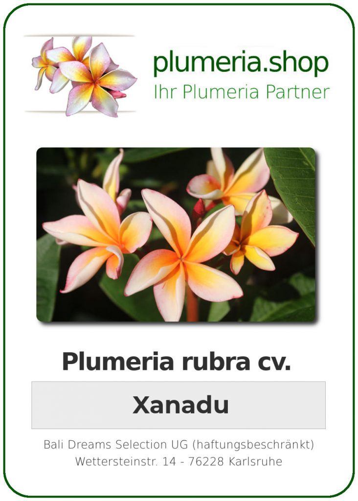 Plumeria rubra "Xanadu"