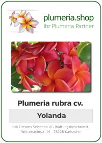 Plumeria rubra "Yolanda"