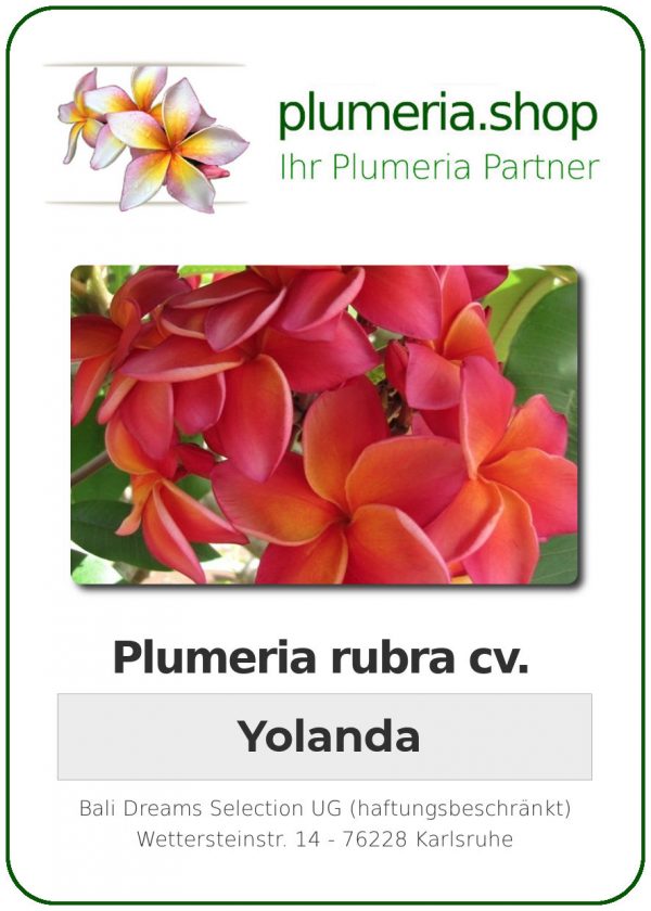 Plumeria rubra "Yolanda"