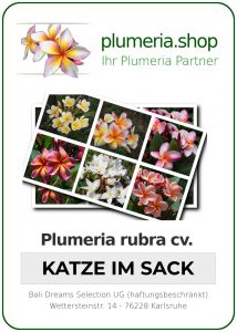 Katze im Sack