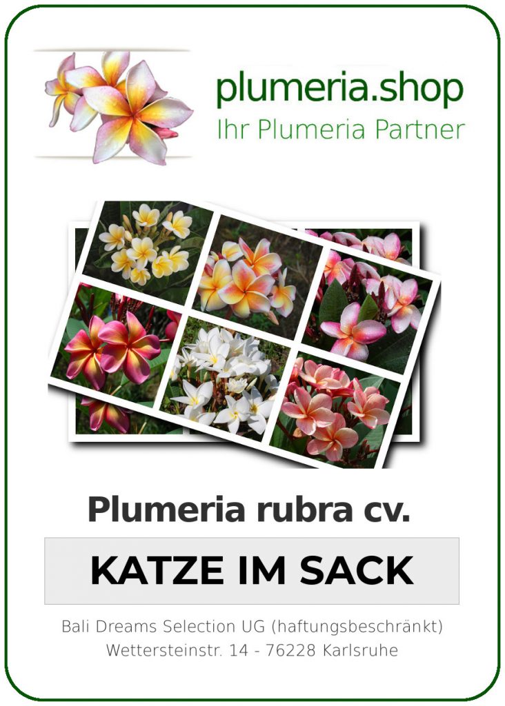 Plumeria Lover Abo - 2026