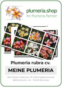 Plumeria rubra